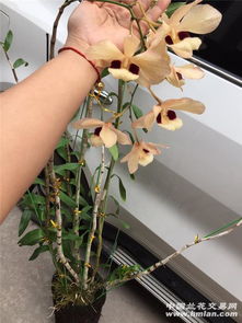 精品蜻蜓石斛 兩米飛瀑，賞花如蝶