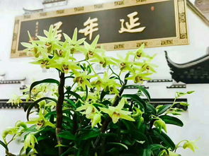 石斛酒貼牌定制 從源頭到終端的精準賦能
