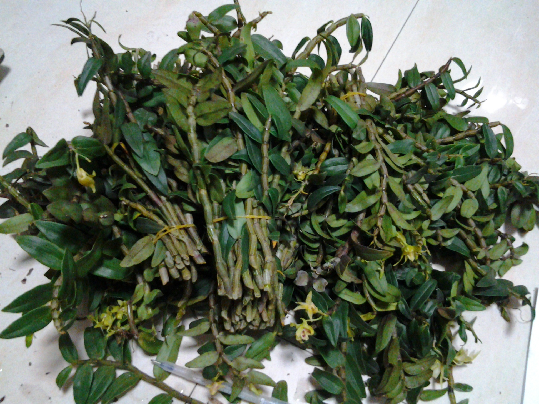 石斛 自然饋贈(zèng)的養(yǎng)生瑰寶