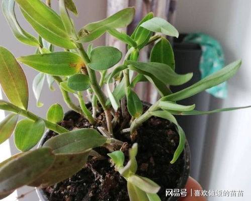 石斛 一種少見的蘭花，開花美又持久