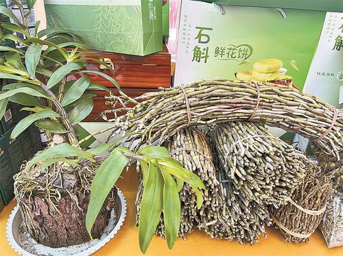 德宏石斛閃亮南博會 小草藥撬動大產業