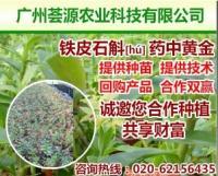 廣州薈源農業科技鐵皮石斛 以“2+4”供應模式引領石斛產業新風向